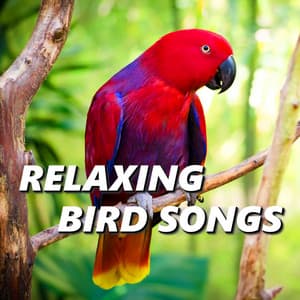 Relaxing Bird Songs - Bird Songs