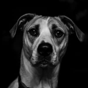 Easy Jazz Violin - Ambiance for Cute Dog Behavior - Separation Anxiety Dog Music