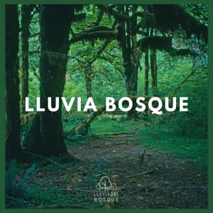 Lluvia Bosque - Lluvia Del Bosque