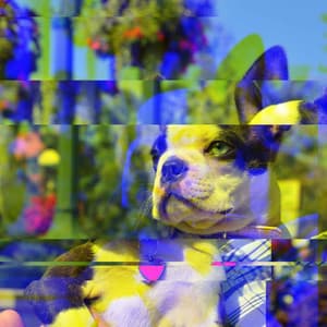 Music for Chilled Doggy Hour - Calming for Dogs