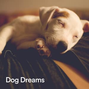 Dog Dreams - Dog Sleep Dreams