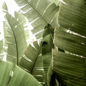 100 Days of Relaxing Starts - Lofi Chill