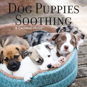 Dog Puppies Soothing & Calming Music: Amazing Nature Sounds, Deep Rest - Soothing Sounds Universe