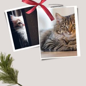 Music for Moody Kittens - Calm Cat Music