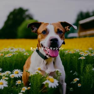 まったりわんこセッション - New Orleans Jazz Playlist