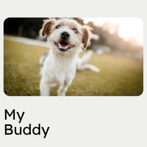 My Buddy - Dog Music