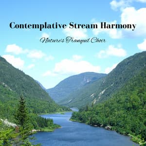 Contemplative Stream Harmony: Nature's Tranquil Choir - Tranquil Beats