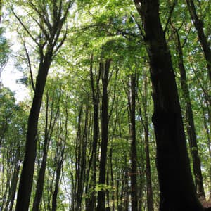 ! ! ! ! Purificar a Mente com o Relaxamento da Floresta2 - Alan Baratieri