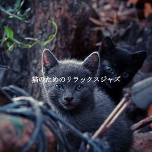 猫のためのリラックスジャズ - Soft Jazz Relaxation