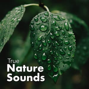 True Nature Sounds - Nature Sounds