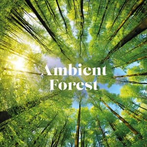 Ambient Forest - Peaceful Ambient