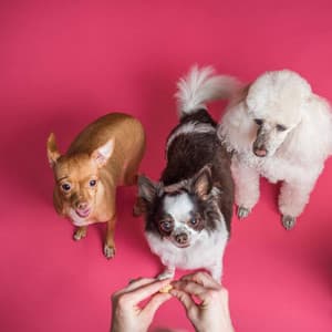 Music for Weekends with Pups - Relaxing Alto Sax - Calm Dog Music