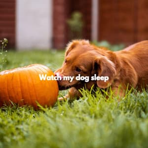 Watch my dog sleep - Morning Bossanova Playlist
