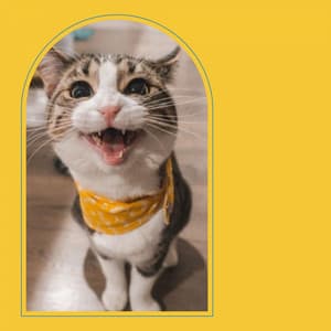 Bgm for Lonely Cat - Cats Music Den