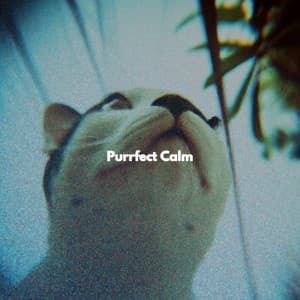 Purrfect Calm - Musica de Bar Ambiente