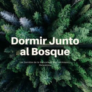 Dormir Junto al Bosque: Los Sonidos de la Naturaleza Más Hermosos y Relajantes - Sonido del Bosque