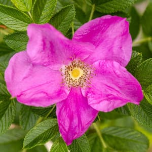 0 Hour Garden: Flowering Minds - Spa Music Relaxation