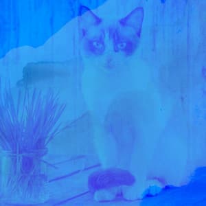 Music for Comfortable with Cats - Cat Music Studio