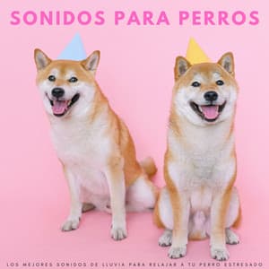 Sonidos Para Perros: Los Mejores Sonidos De Lluvia Para Relajar A Tu Perro Estresado - Fabricantes de lluvia suave