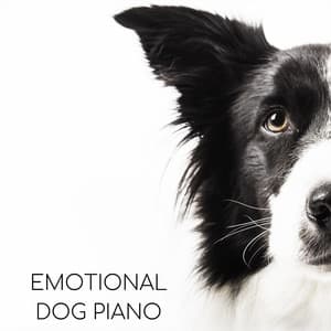 Emotional Dog Piano - Dog Whisperer