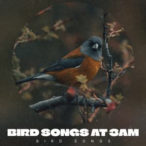 Bird Songs at 3AM - Bird Songs