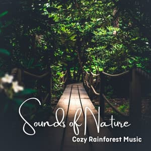 Sounds of Nature: Cozy Rainforest Music - Rainforest Meditations