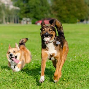 Canine Cadence: Rhythmic Jazz Tunes for Energetic Dogs - Smooth Jazz Sax Instrumental