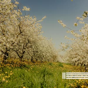 Quiet Instrumental Music - Quiet Piano Music