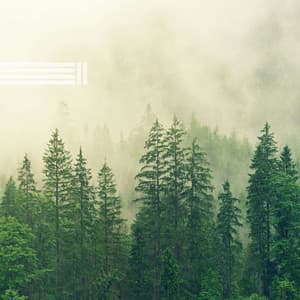 Vögel Im Wald, Natürliche Geräusche - Vogelstimmen Welt