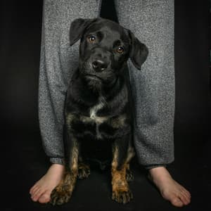 Binary Bonds - Sleepy Puppy