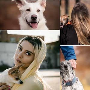 Morning Walks - Quiet - Dog Jazz Music