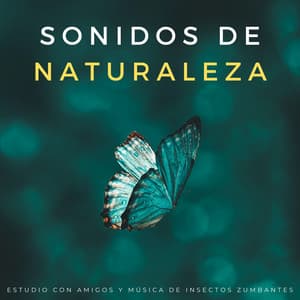 Sonidos De Naturaleza: Estudio Con Amigos Y Música De Insectos Zumbantes - Empollón de la naturaleza