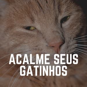 Acalme Seus Gatinhos - Musica para Gatos