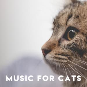 Music for Cats: Bird Sounds for Cats - Music for Pets Library