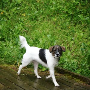 Rainy Binaural: Soothing Showers for Happy Dogs - Binaural Beast