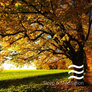 Soft Smooth Yoga Sounds of Forest and Birds - Yoga Therapy