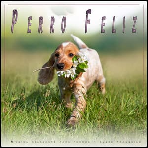 Perro Feliz: Música relajante para perros y sueño tranquilo - Música Para Perros