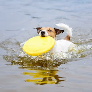 River Fetch: Theta Waves Soothing Dog Playtime Fun - In The River (Sound FX)