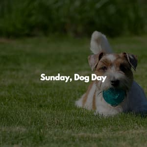Sunday, Dog Day - Work from Home Classics