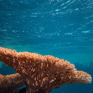 ASMR Nautical Lullabies: Serene Ocean Soundscapes for Sleep - Spirits Of Our Dreams