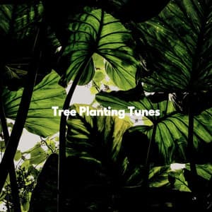 Tree Planting Tunes - Música para Concentrarse Universo