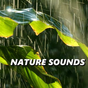 Nature Sounds - Nature Sounds XLE Library