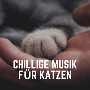 Chillige Musik für Katzen - Katzenmusik