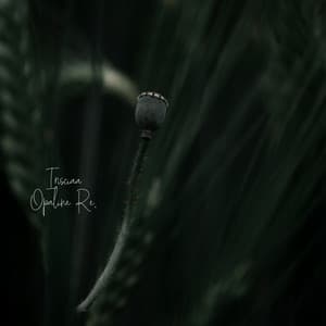 Listen to the Plant Thoughts - Irisciaa