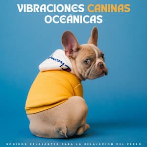 Vibraciones Caninas Oceánicas: Sonidos Relajantes Para La Relajación Del Perro - Misterios del océano