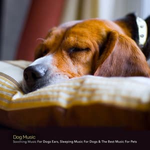 Dog Music: Soothing Music For Dogs Ears, Sleeping Music For Dogs & The Best Music For Pets - Dog Music Experience