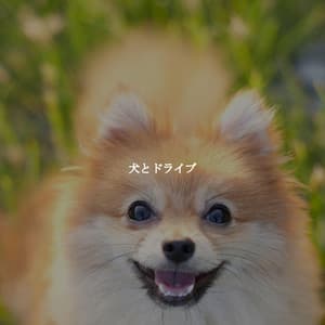 犬とドライブ - Easy Jazz Music