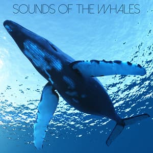 Sounds of the Whales - Nature Chillout