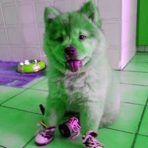 Background Music for Doggy Nap Spaces - Relaxing Dog Music Classics