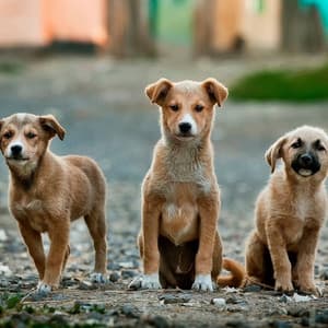 Number One Ambiance for Anxious Dogs - Relaxing Dog Music Society